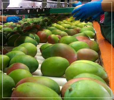farms mangos