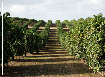 farms