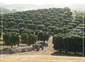 farms